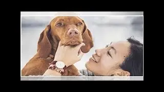 Esta es la perrita viajera m&aacute;s famosa en Instagram