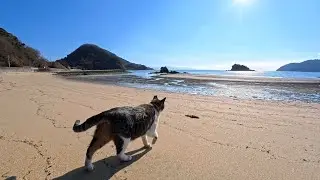 誰もいない冬の海水浴場で、人懐っこすぎる猫と奇跡の出会い