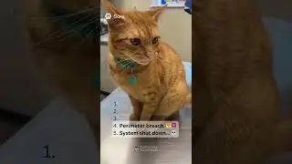 Milo vs. The Vet: The Ultimate Showdown 💉🐱 #cats #funnyanimals