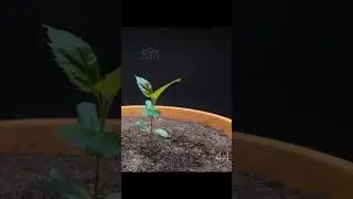 Apple Plant Time-lapse Video | 0 to 171 Days in 30 second.#timelapse