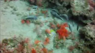Chad Grimes Spear Fishing