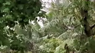 kadum malai Jaffna