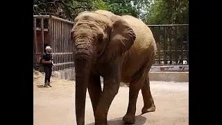 Elephant Madhu Bala Rehabilitation session