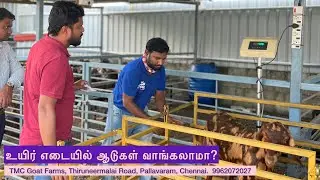 உயிர் எடையில் ஆடுகள் வாங்கலாமா? - TMC Goat Farms
