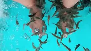 Fish Spa in Wonderla Hyderabad #fishspa #fishspa#fishspatherapy#fishspapedicure #fishpedicure#trend