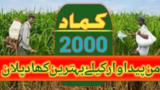 High yield fertilizer plan for sugarcane| fertilizer schedule for sugarcane |Zikria agri information