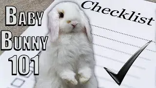 Care Guide for Young Rabbits (Under 6 months)
