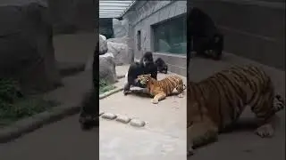Silverback PUNCHES Tiger Into Glass - Wall SHATTERS 🔥 #viral