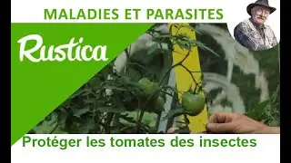 Poser un pi&egrave;ge jaune pour prot&eacute;ger les tomates