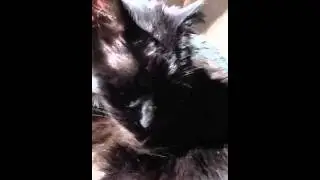 Like gato