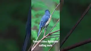 Calling male of Tickell&rsquo;s blue flycatcher  #shorts