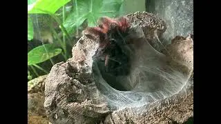BUTTERFLY PAVILION: TARANTULAS - dear or deadly? Learn more about the world's biggest spiders