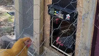 Watch B4 getting your chick's/chickens this spring, thinks to 