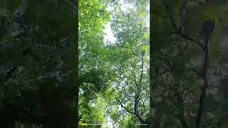 Lagi Aaj sawan ki #song #bollywood #love #music #hindisong #subhashpark #bollywoodsongs #hindisongs