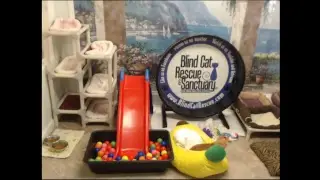 Blind Cat Rescue & Sanctuary, Inc Live Stream