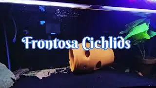 Frontosa and Leleupi Cichlids with Relaxing Sounds #fishlaw1