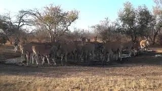 Eland Herd