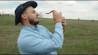 Медянка обыкновенная в Николаеве / Coronella austriaca in Nikolaev (первое видео)