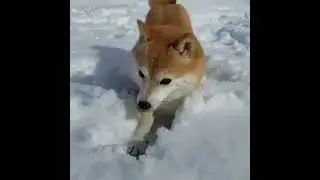 Best Of 2021 - Pet life Top Funny Pet Videos - TRY NOT TO LAUGH