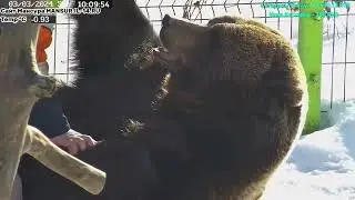 Медведь Мансур - Mansur the Bear (Папка играет с Мансуркой!!)