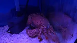 武裝深海蟹 Hypothalassia armata @北關螃蟹博物館  Beiguan Crab Museum