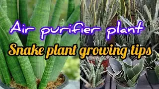 How to grow Snake plant | Care | Soil mix |air purifier plant l best indoor plant @lifewithplants121