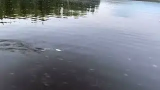 Johnson Silver minnow skipping across the water
