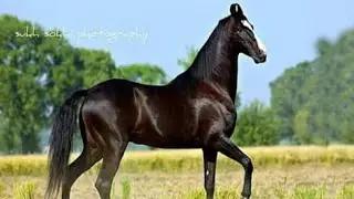 Marwari Stallion KALA KANTA !!