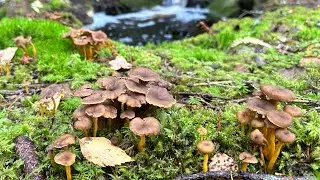(Rerun) สวยทุกอย่างทั้งเห็ดทั้งวิว เอายังไงดี Trattkantarell 🇸🇪(Cantharellus_Tubaeformis)