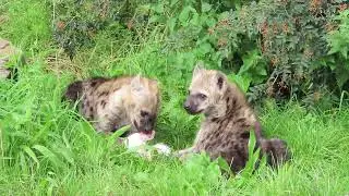Hyena pups Kenzi en Kanzai, samen met moeder Kaidi.