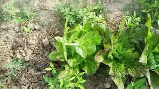 Lime vegetables(of methods of cultivation)Agricultural farms