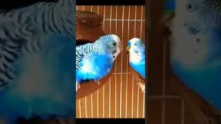 Parrot bird perch (part 1) #shorts #shortsvideo #shortsfeed #ytshorts #short