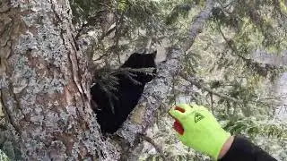 Rescuing Moon - (Cat-Stuck-In-Tree-Rescue)