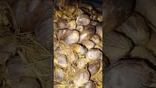 See how I made palm kernel oil at home (Pt 1) #palmkerneloil