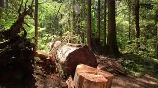 Wynoochee Lake Shore Trail hike - Olympic National Forest, WA - 4K