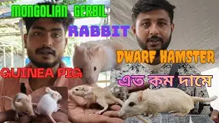 নৈহাটি হাটে এখনও offer চলছে | mongolian gerbil | hamsters | dwarf hamster | Rabbits | fancy mice 
