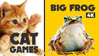 CAT GAMES hunt BIG FROG ON SCREEN - video for cats 1 HOUR 4K video