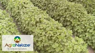 Erbe officinali, l'esperienza di Agribioenergia