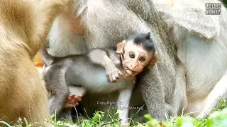Why Young Mom Monkey Rose Likes Follow Baby Mokney Jinx And Mom Jade? Maybe Rose Also Like Baby Girl