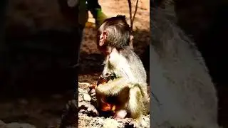 Really pity baby monkey. Pitiful baby monkey that mom c..a..r.e L..e..,s.s. #fun #viral #baby