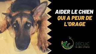 Mon chien a peur de l'orage : comment l'aider ?