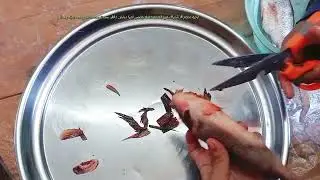 طريقه تنظيف السمك البلطي بطريقه سهله جدا وخرافيه