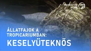 Állatfajok a Tropicariumban - Keselyűteknős - 2026.01.21.