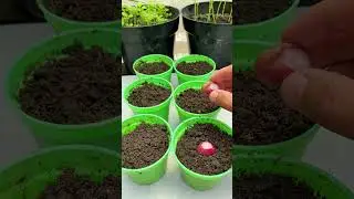 🧅 I PLANTED ONIONS FROM THE GROCERY STORE&hellip; THIS HAPPENED! (No Seeds Needed!) 🌱 #OnionGarden
