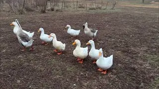 Feeding Time! #dinner #food #chickens #ducks #turkeys #geese #hens #backyardchickens #animals #farm