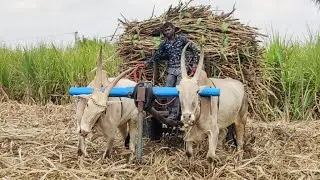 new Bullock Cart Heavy mud riding in stuck // buffalo videos