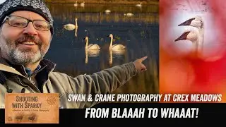 From Blaah to Whaat! Bird Photography & weather-Trumpeter Swans & Sandhill Cranes Crex Meadows