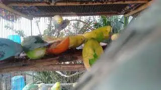 Clean Home Aesthetic with Calm Budgies #cleanliving #petambience #relaxathome