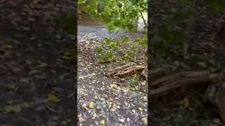 TURTLERUN