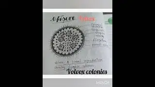 How to draw Diagram of Volvox(Biology)#shorts #like#subscribe